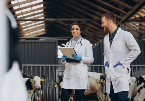 Veterinary at the farm walking in cowshed checking the cows
